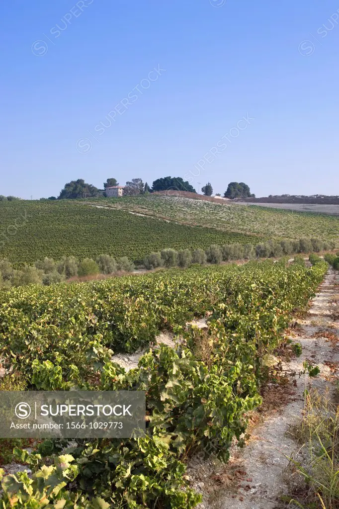 Vineyards Deir Rafat Monastery Soraq Valley Israel