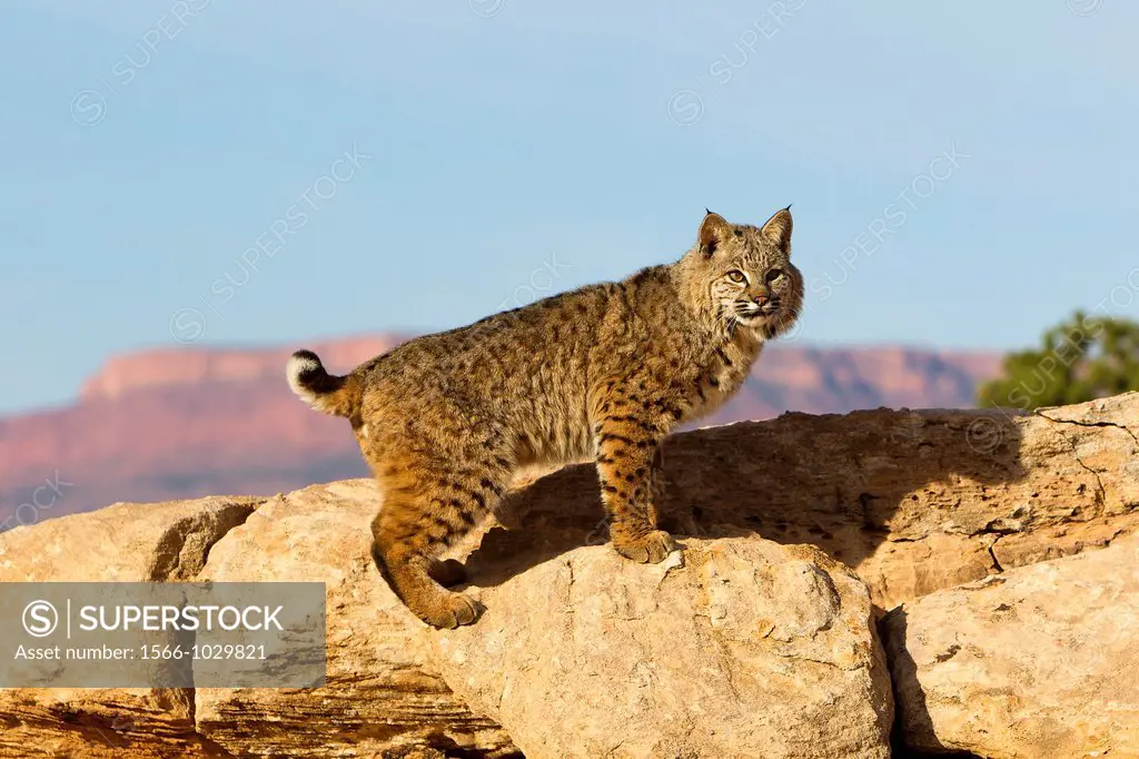 United Sates , Utah , Bobcat  Lynx rufus.