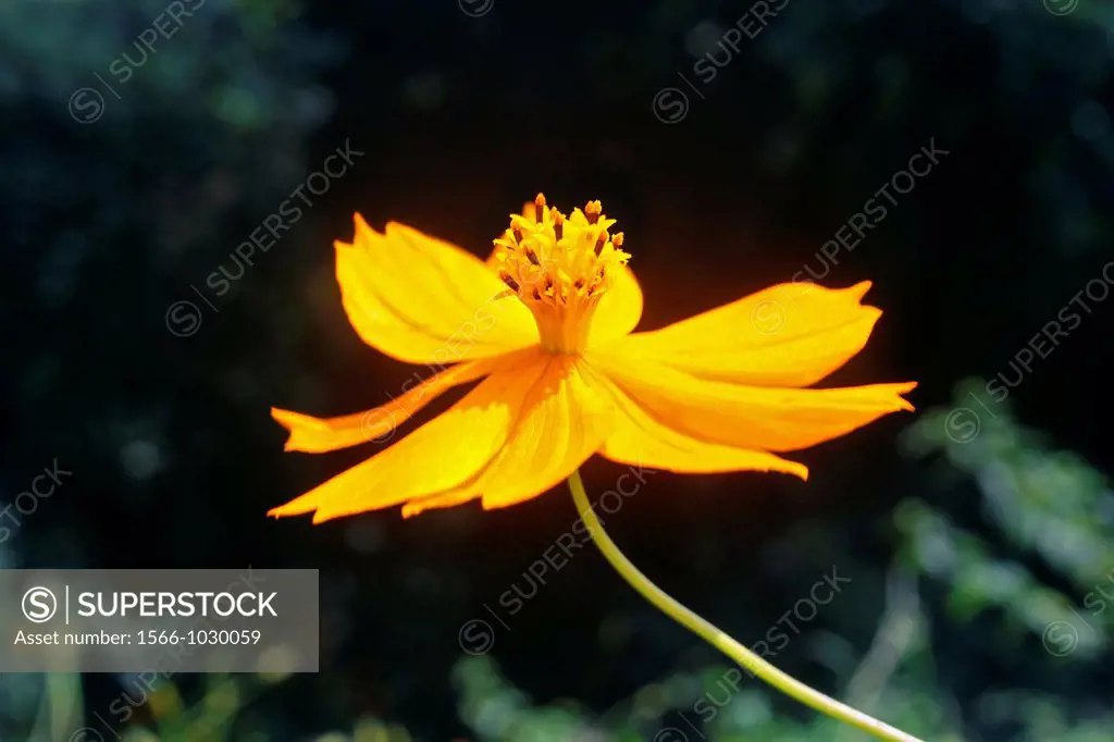 Cosmos orange, Cosmos sulphureus, India