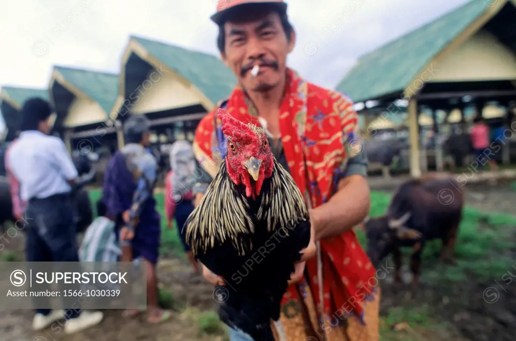 Mercado de Animales de Bovl  Tana Toraja  Sulawesi  Indonesia