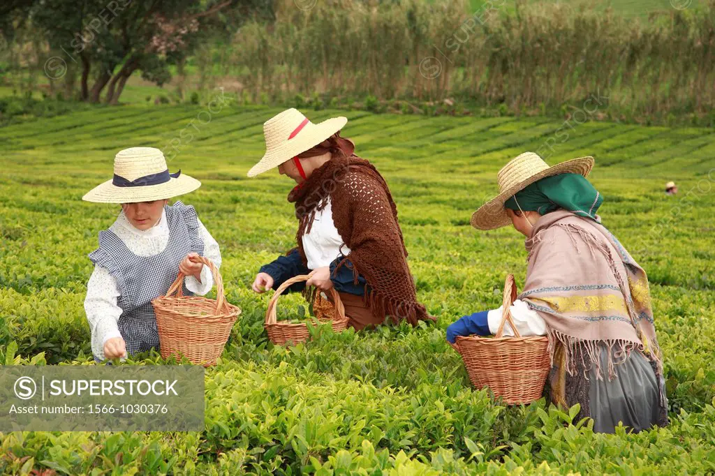 Workers picking tea leaves in Porto Formoso tea gardens while wearing traditional garments  Sao Miguel, Azores, Portugal