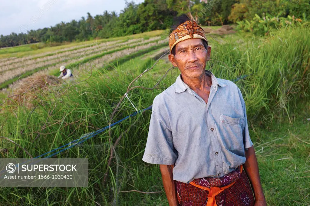 Subak Klepekan, a migrant farmer is harvesting alang-alang, a grass used to make villa roofs   As the Subaks structure breaks down, less rice is harve...