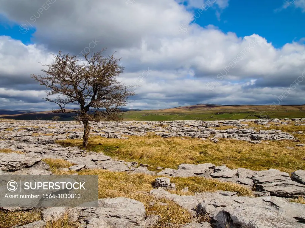 England, North Yorkshire, Yorkshire Dales National Park  Lone tree and limestone pavement in the area known as Moughton Scars near the small village o...