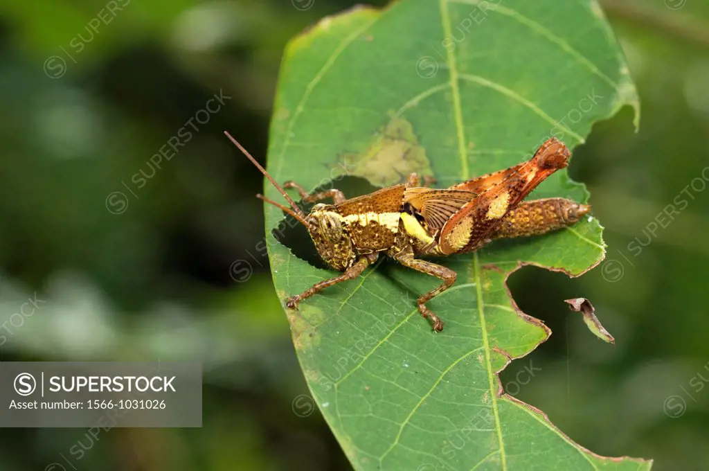 Grasshopper. Image taken at Kampung Satau, Singai, Sarawak, Malaysia.