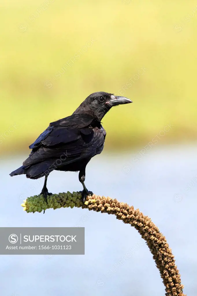 A crow, possibly a Fish Crow, Corvus ossifragus, which prefers tidewater marshes where this photo was taken and which is slightly smaller than an Amer...