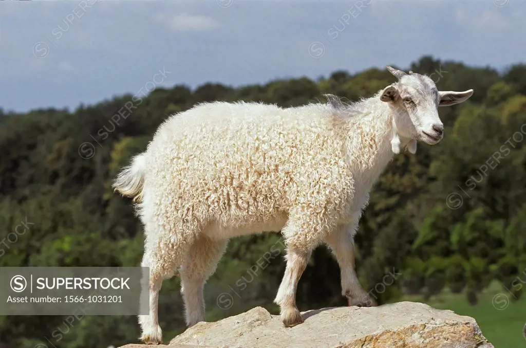 Angora Goat, Breed producing Mohair Wool
