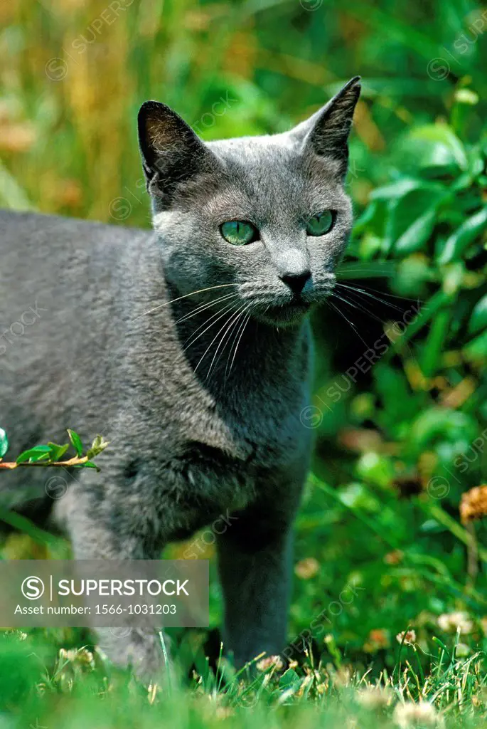 Russian Blue Cat, Adult standing on Grass
