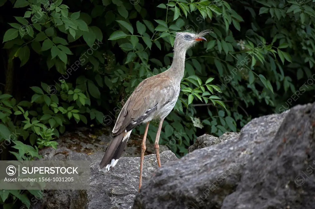 Red-Legged Seriema, cariama cristata, Adult standing on Rocks