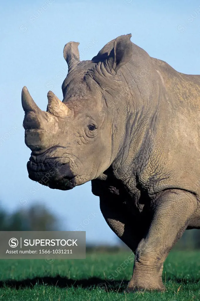 White Rhinoceros, ceratotherium simum, Adult with Big Horn