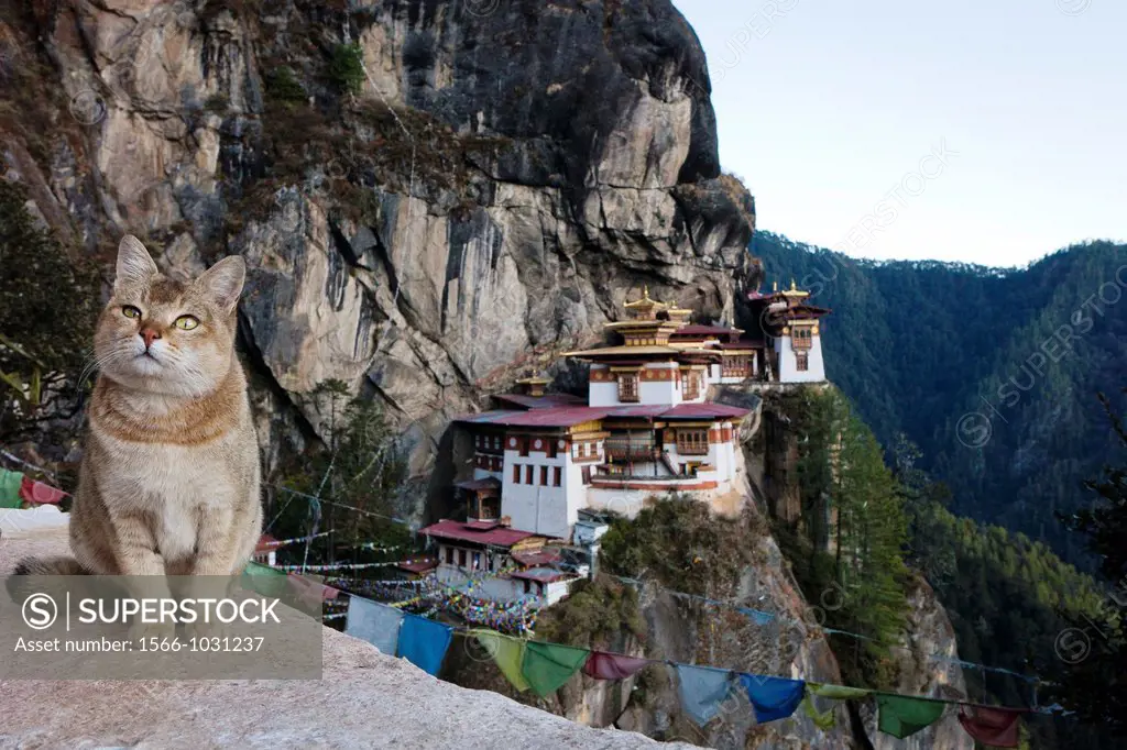 A cat in a mirador on the way to the Taktsang Monastery Tiger´s Nest, Paro Valley, Bhutan, Asia.