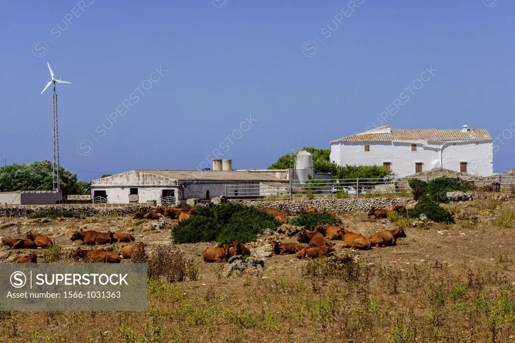 Cows Minorcan, finca Es Tudons, Ciutadella, Menorca, Balearic Islands, Spain, Europe