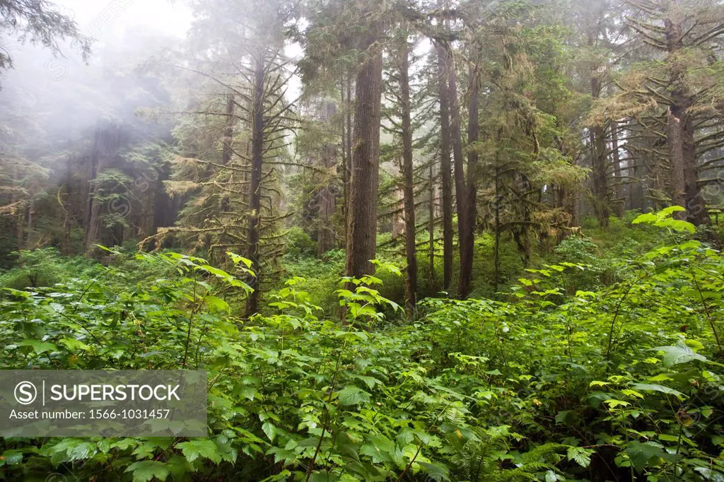 Green leaves low to the ground surround Redwood trees in a forest