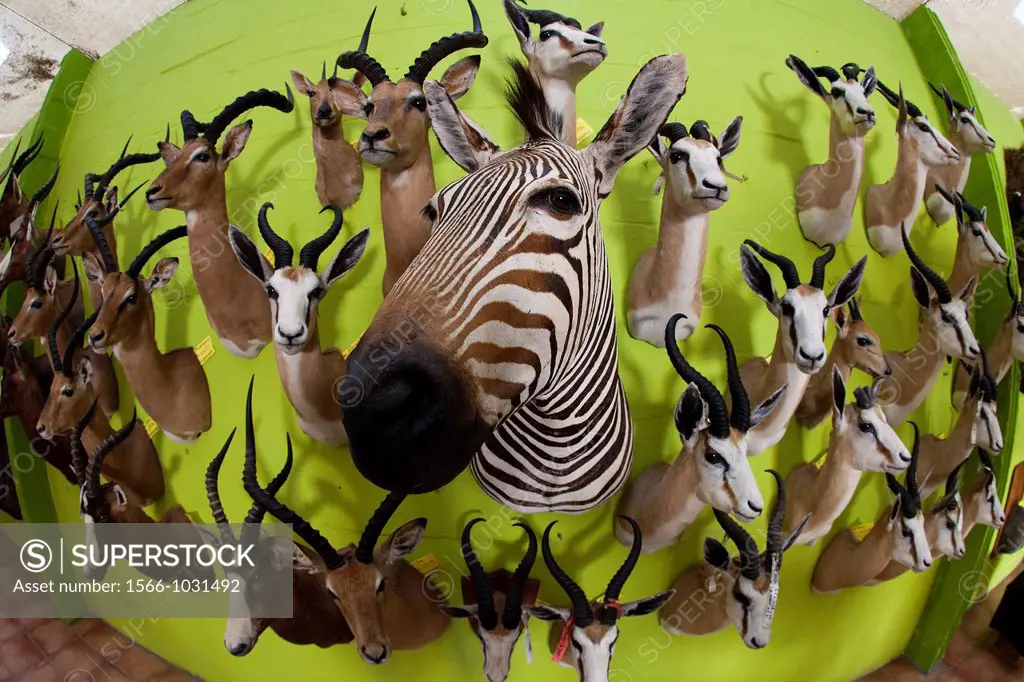 taxidermy  Hunters from US and Germany shoot wildlife and stuff it as a trophy in a taxidermy workshop in Namibia