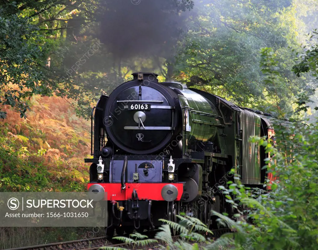 ´New Build´ Peppercorn A1 ´Pacific´ No  60163 Tornado steams through Northwood on the Severn Valley Railway, Worcestershire, England, Europe