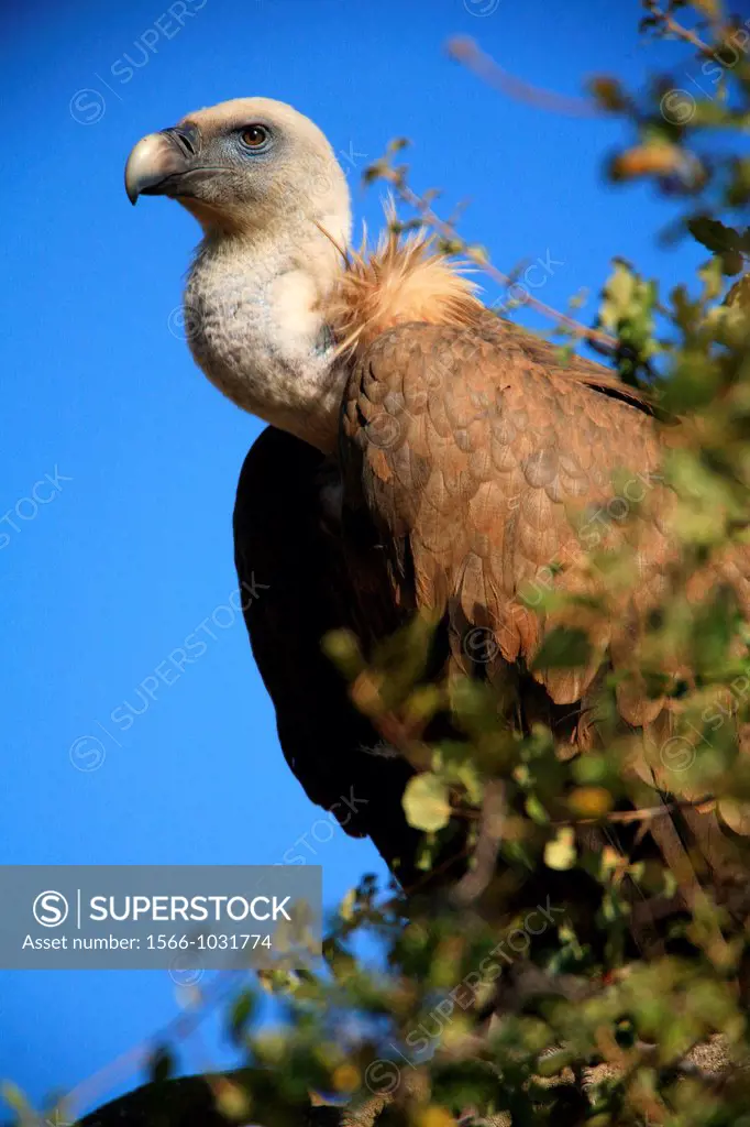 Griffon vulture Gyps fulvus in the National Park Cabañeros