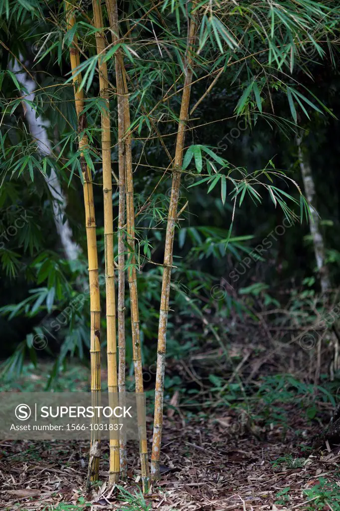 Bamboos. Image taken at Deems Botanical Bamboo Garden, Senggei, Sarawak, Malaysia.