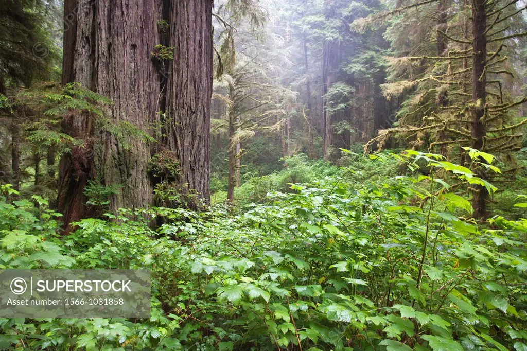 Green leaves low to the ground surround Redwood trees in a forest