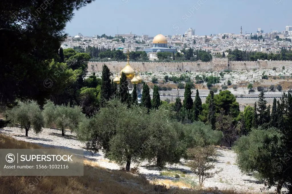 Olive Grove Mount Of Olives Old City Jerusalem Israel