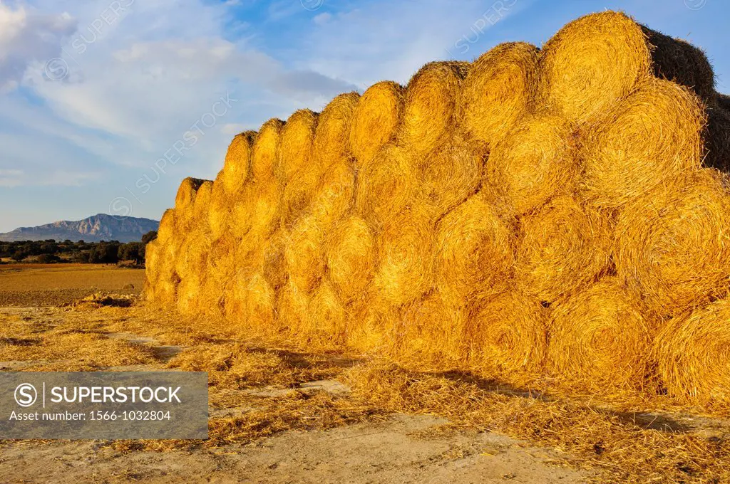 Straw bales, Almansa, Albacete province, Castilla-La Mancha, Spain