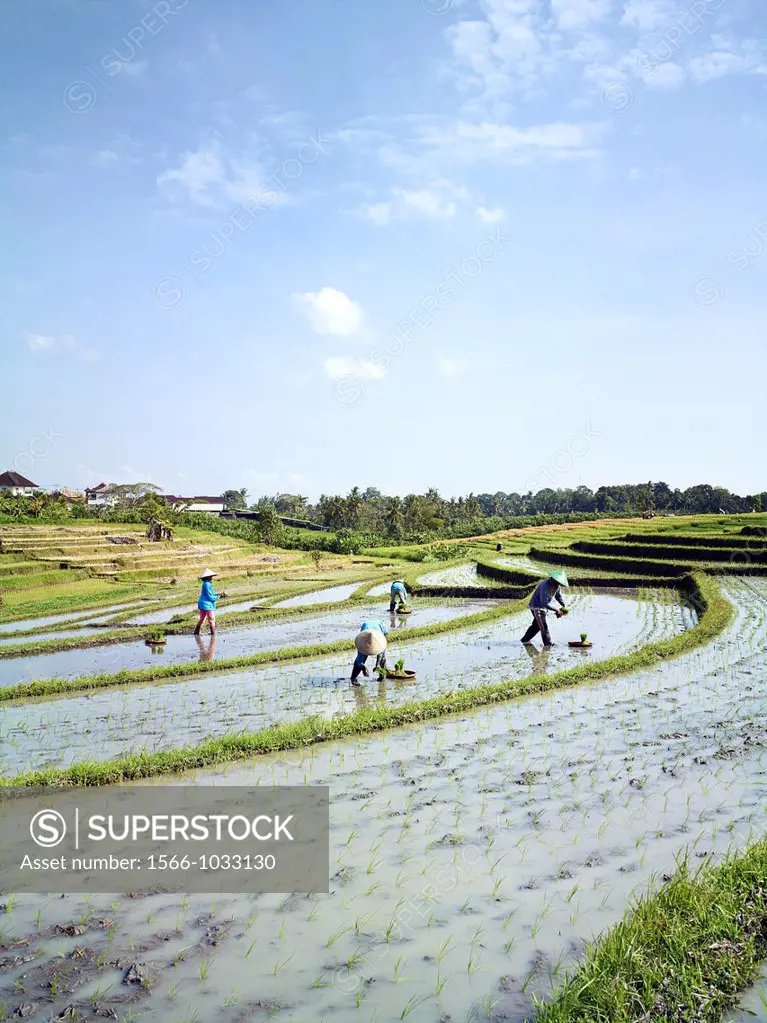 The Subaks of village Tumbak Bayuh, which are currently out of sync  Farmers are planting different crops and are uncoordinated in their harvesting an...