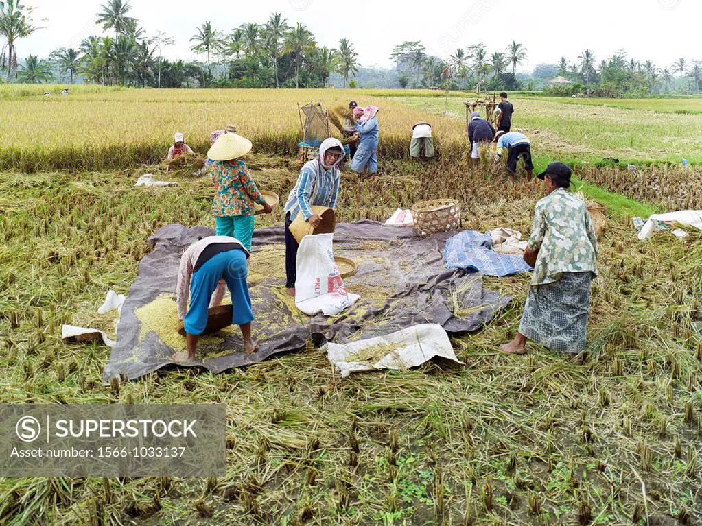 Farmers thresh rice in the rice paddies of Tampaksiring, Bali   Tampaksiring is one of the cradles of Balinese Subak Culture