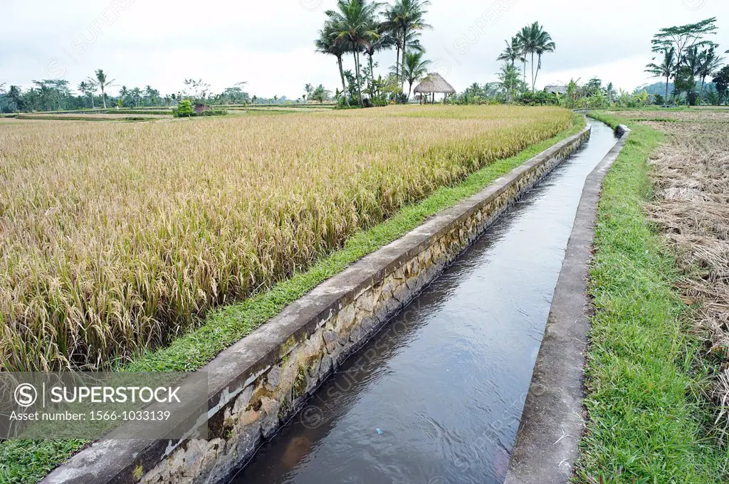 Water irrigation through rice fields in the Subaks of Tampak Siring