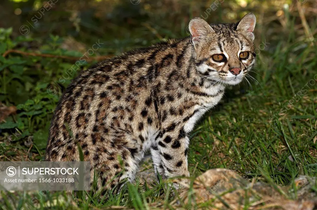 Tiger Cat or Oncilla, leopardus tigrinus, Adult sitting on Grass
