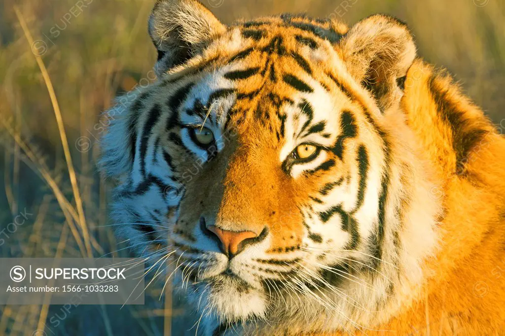 Asian Bengal Tiger (Panthera tigris tigris) resting in a private reserve