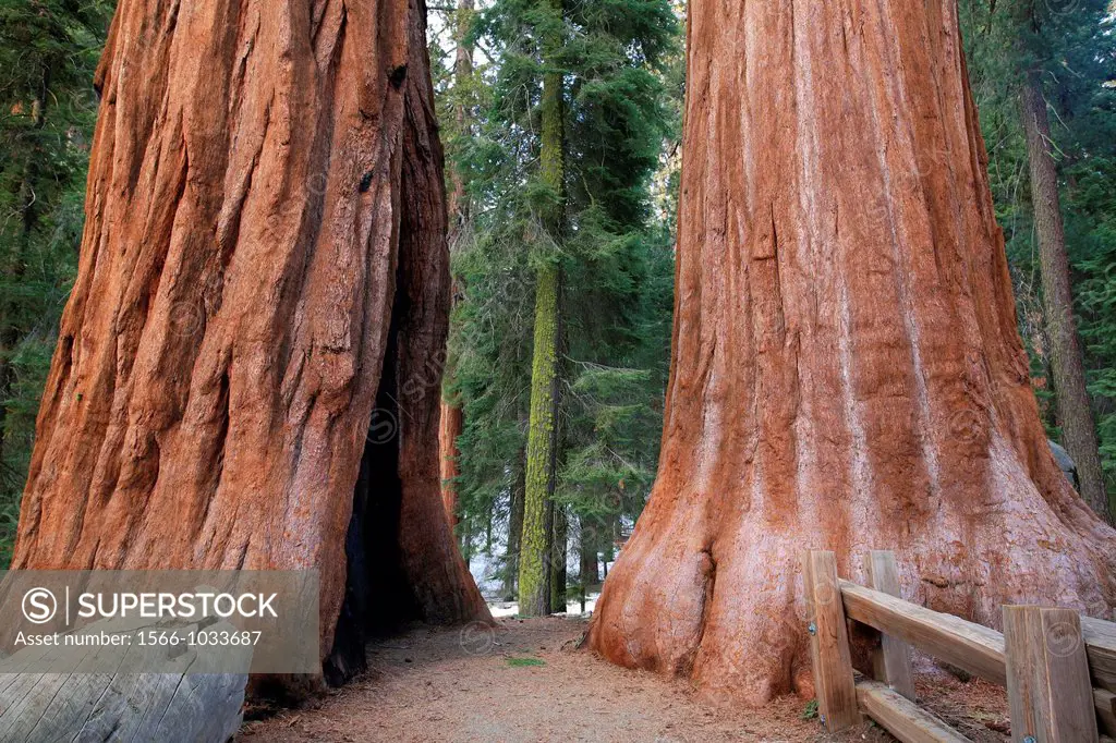 Giant Forest, Sequoia National Park in Tulare County, Sierra Nevada, California, United States, USA  Sequoiadendron giganteum