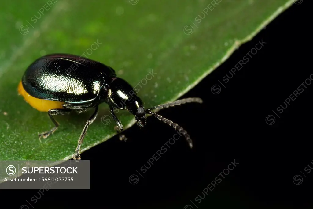 Beetle found at Kampung Skudup, Sarawak, Malaysia