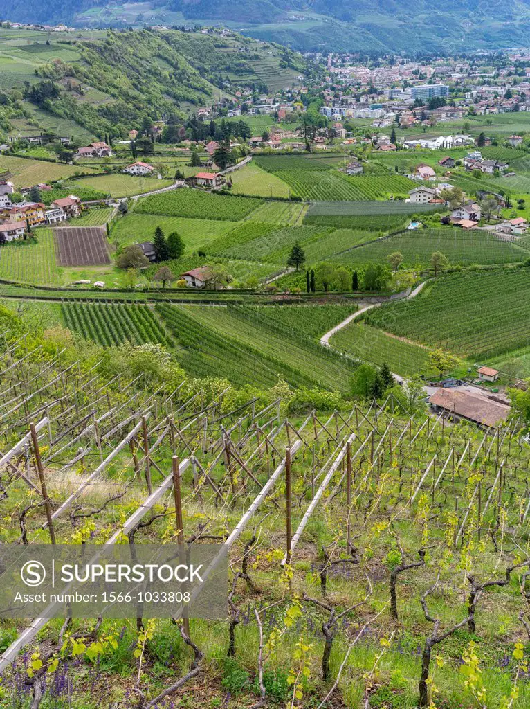 Winegrowing in South Tyrol duing spring The city of Merano and the valley of river etsch Europe, Central Europe, Italy, South Tyrol, April