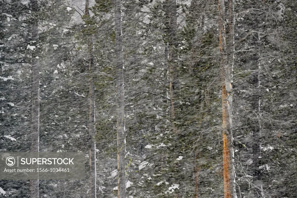 Pine forest and falling snow near Cooke City, Yellowstone NP, Wyoming, USA