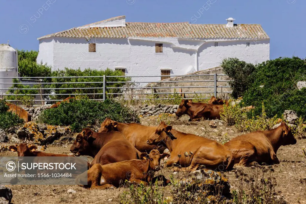 Cows Minorcan, finca Es Tudons, Ciutadella, Menorca, Balearic Islands, Spain, Europe