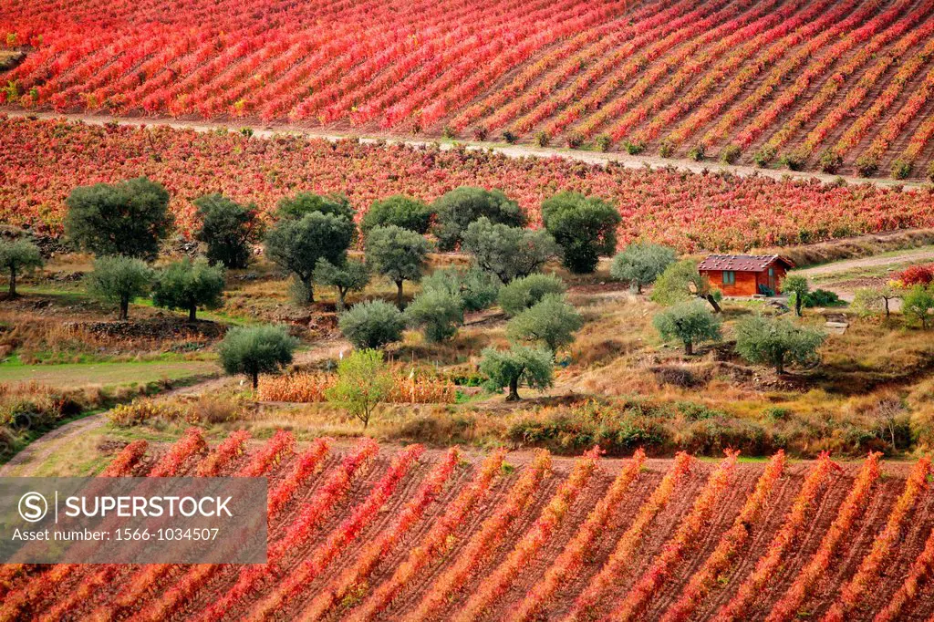 Vines and olive trees, Jubera valley, Rioja wine region, Spain, Europe
