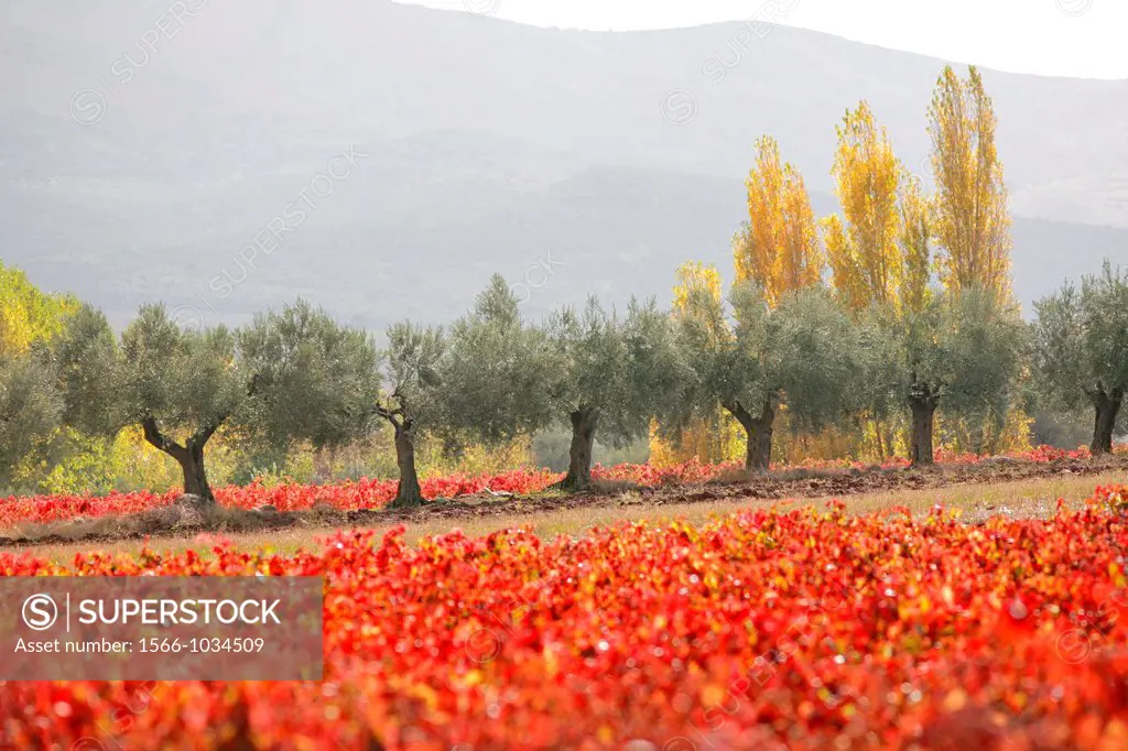 Vines and olive trees, Jubera valley, Rioja wine region, Spain, Europe
