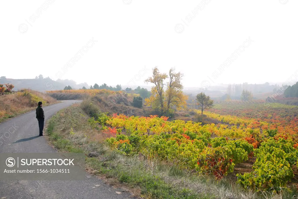 Autumn landscape, near Laguardia, Rioja Alavesa, Basque country, Spain