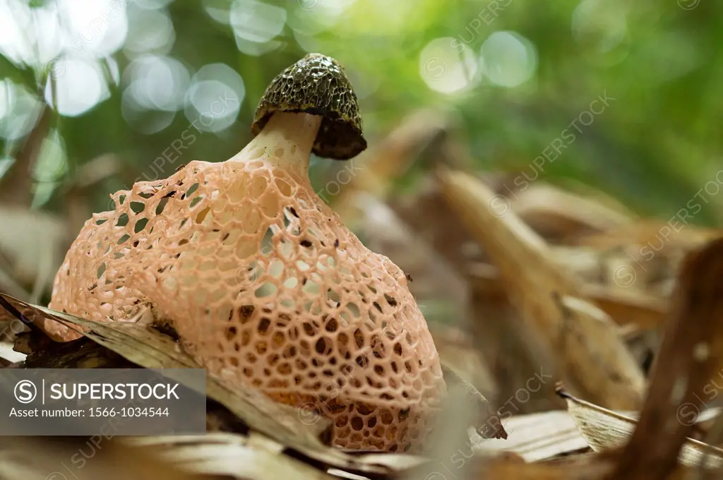 Mushroom. Image taken at Kampung Satau, Singai, Sarawak, Malaysia.