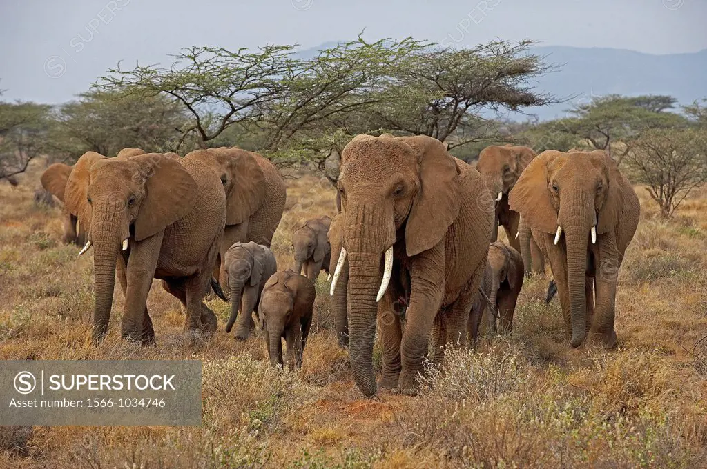African Elephant, loxodonta africana, Group walking through Savanna, Masai Mara Park in Kenya