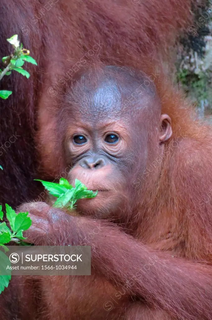 Orangutan. Semengoh Wildlife Centre, Sarawak, Malaysia.