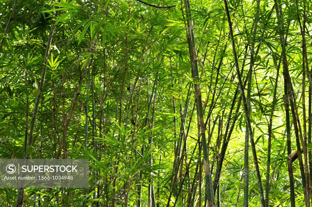 Bamboos. Image taken at Kampung Satau, Singai, Sarawak, Malaysia.
