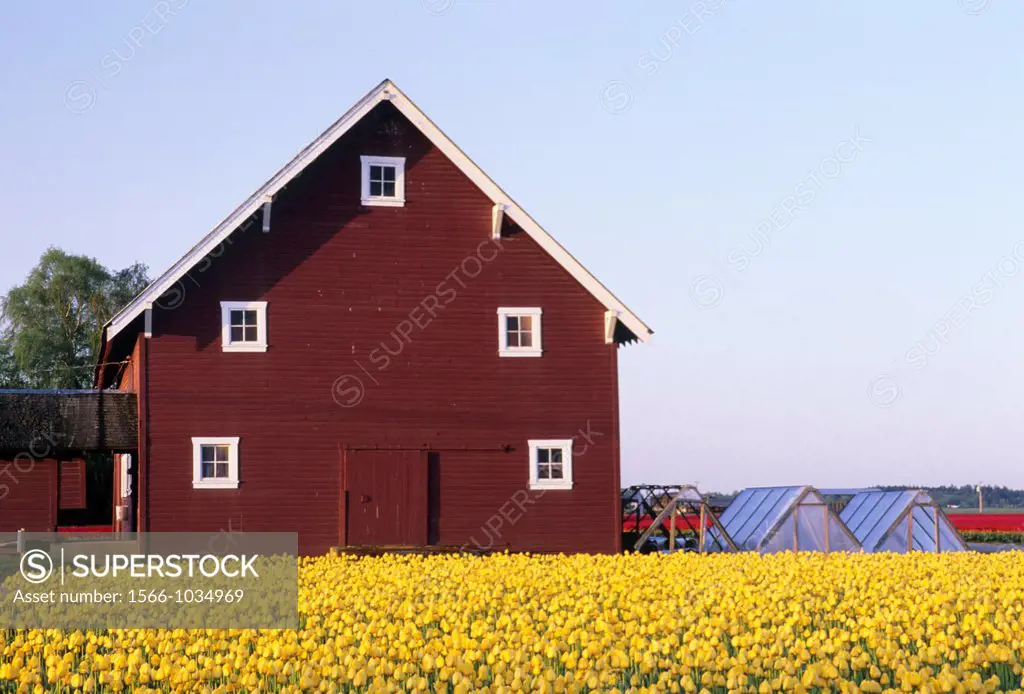 Yellow tulip field with barn, Roozengaarde Flowers & Bulbs, Skagit County, Washington