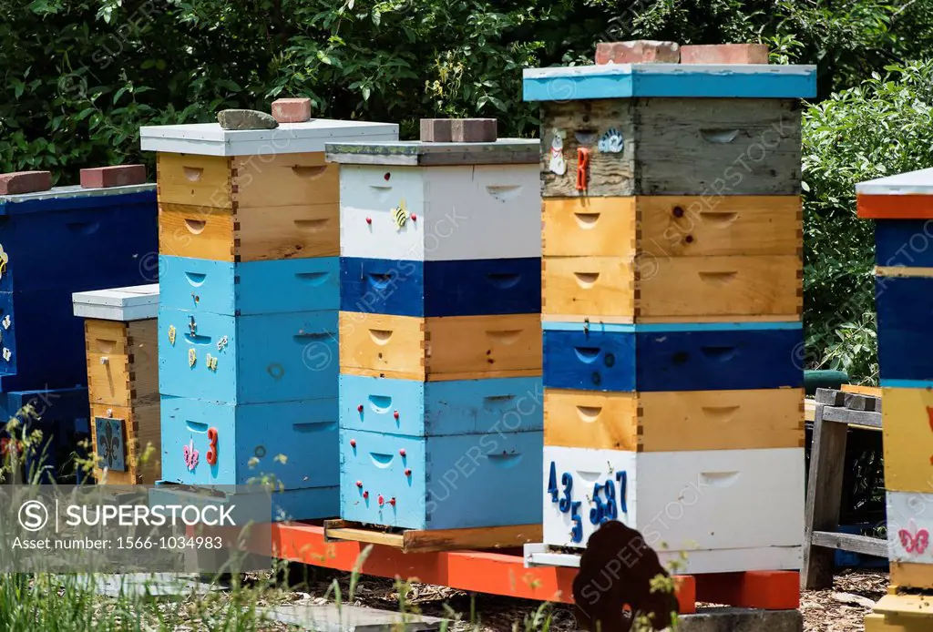 Bee hive apiary, Malvern, Pennsylvania, USA