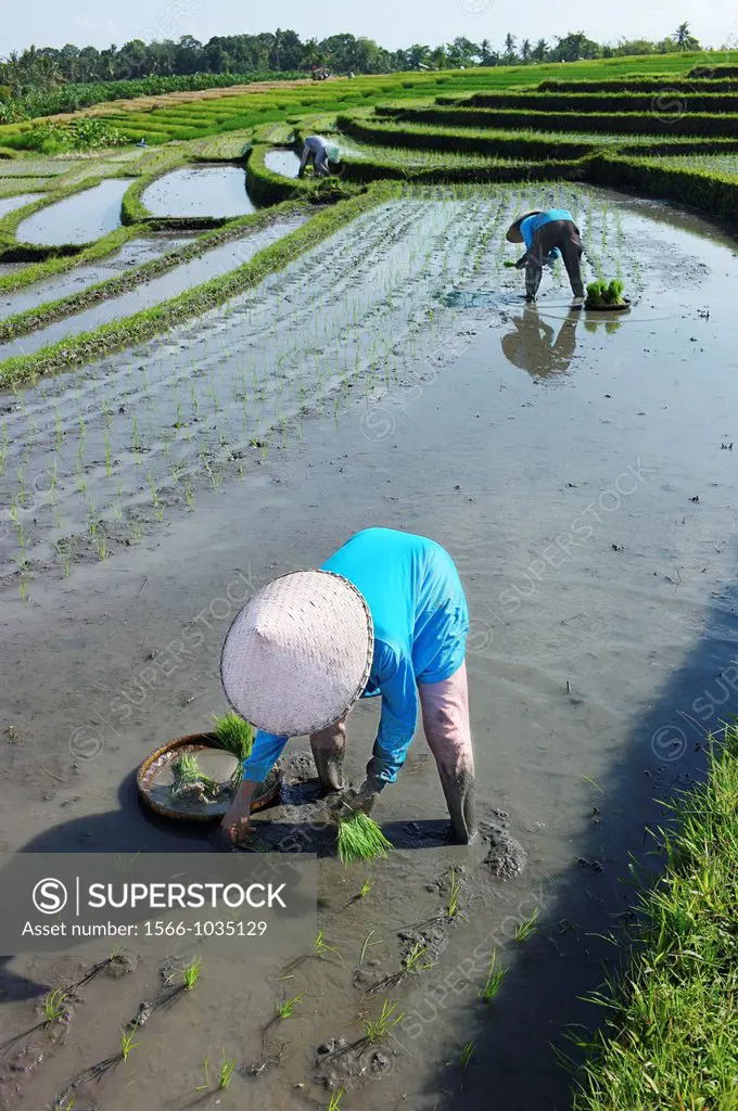 The Subaks of village Tumbak Bayuh, which are currently out of sync  Farmers are planting different criops and are uncoordinated in their harvesting a...