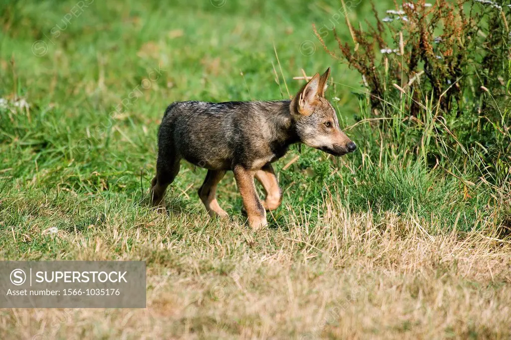 Iberian Wof, canis lupus signatus, Young walking on Grass