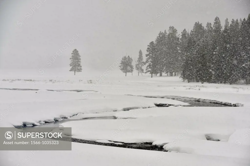 Falling snow and accumulation near Soda Butte Creek, Yellowstone NP, Wyoming, USA