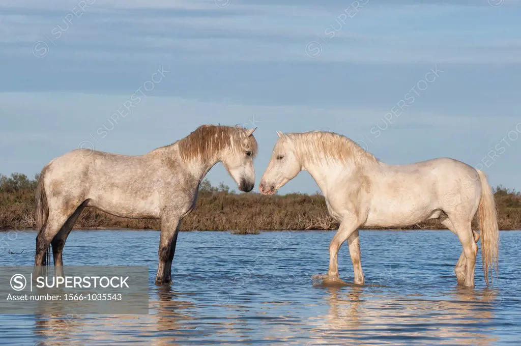 Camargue horses stallions fighting in the water, Bouches du Rhône, France