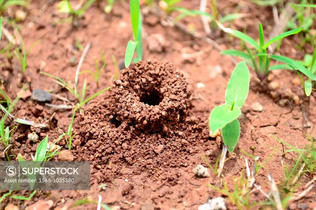 Architecture Animal Harvester Ants Nest, poona, Maharashtra, India