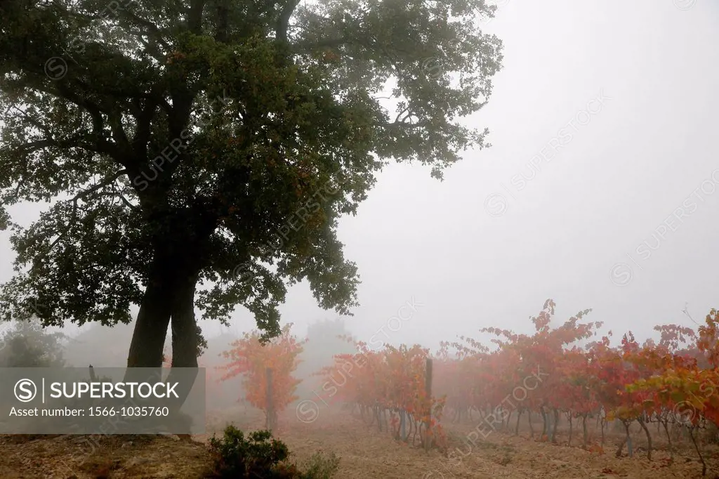 Autumn vineyards near Laguardia, Rioja Alavesa, Basque country, Spain