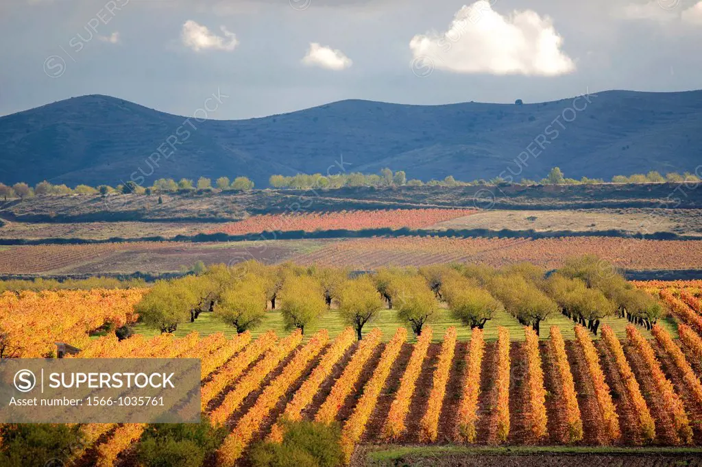 Tudelilla autumn landscape, Rioja wine region, La Rioja, Spain, Europe
