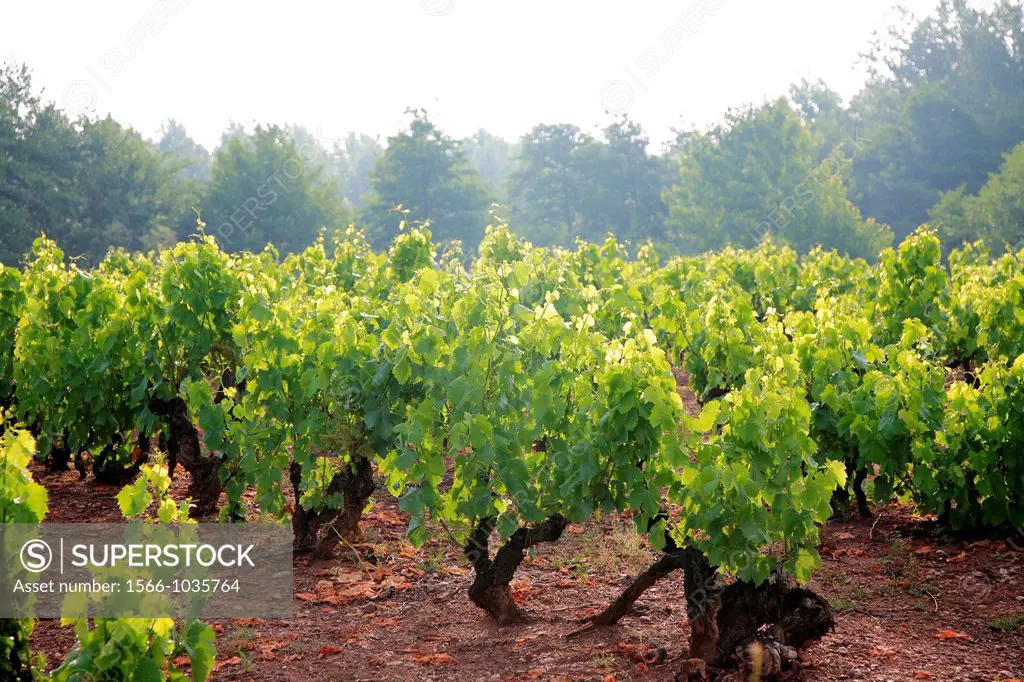 Summer vines at Aleson, Santiago way, La Rioja, Spain, Europe